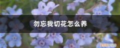 勿忘我花怎么保养 勿忘我切花怎么养