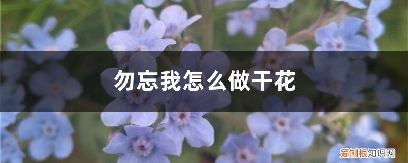 勿忘我怎么做干花的视频 勿忘我怎么做干花