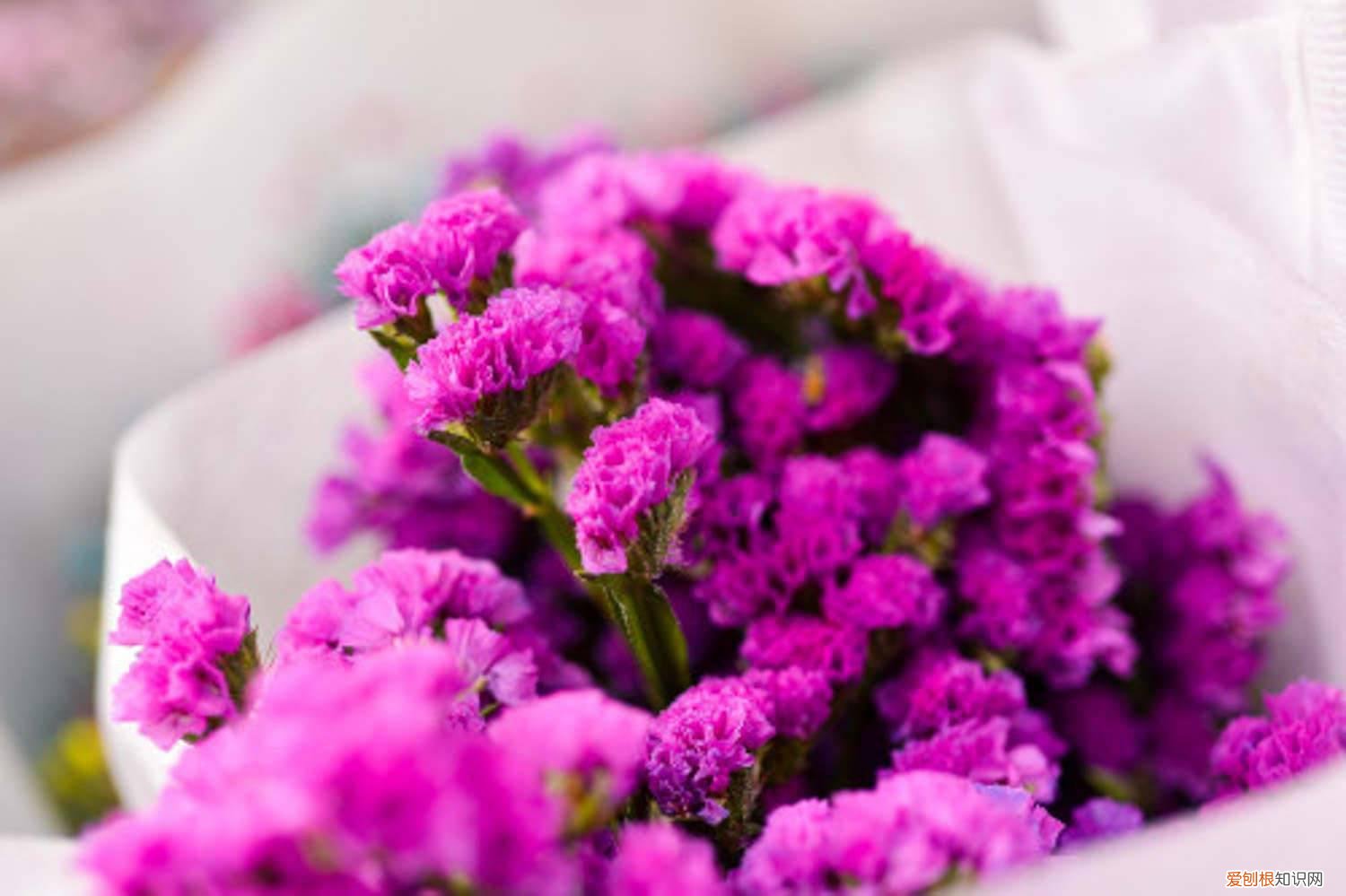 勿忘我怎么做干花的视频 勿忘我怎么做干花