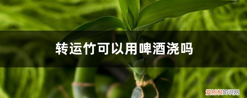 转运竹能用啤酒浇吗 转运竹可以用啤酒浇吗