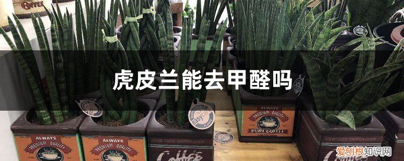 虎皮兰能去甲醛吗有毒吗 虎皮兰能去甲醛吗