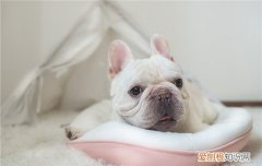 斗牛犬眼睛红正常吗 斗牛犬眼睛红不正常