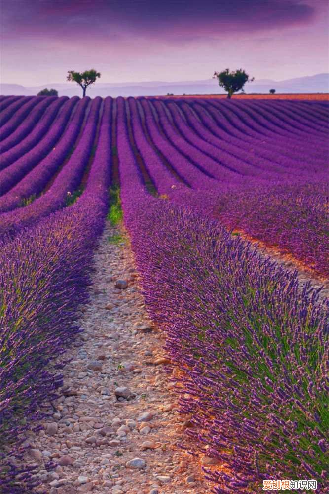 薰衣草施肥要放多少肥 薰衣草施肥方法，用什么肥好