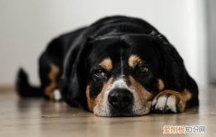 得过细小的狗长不大吗 得过细小的狗会长大