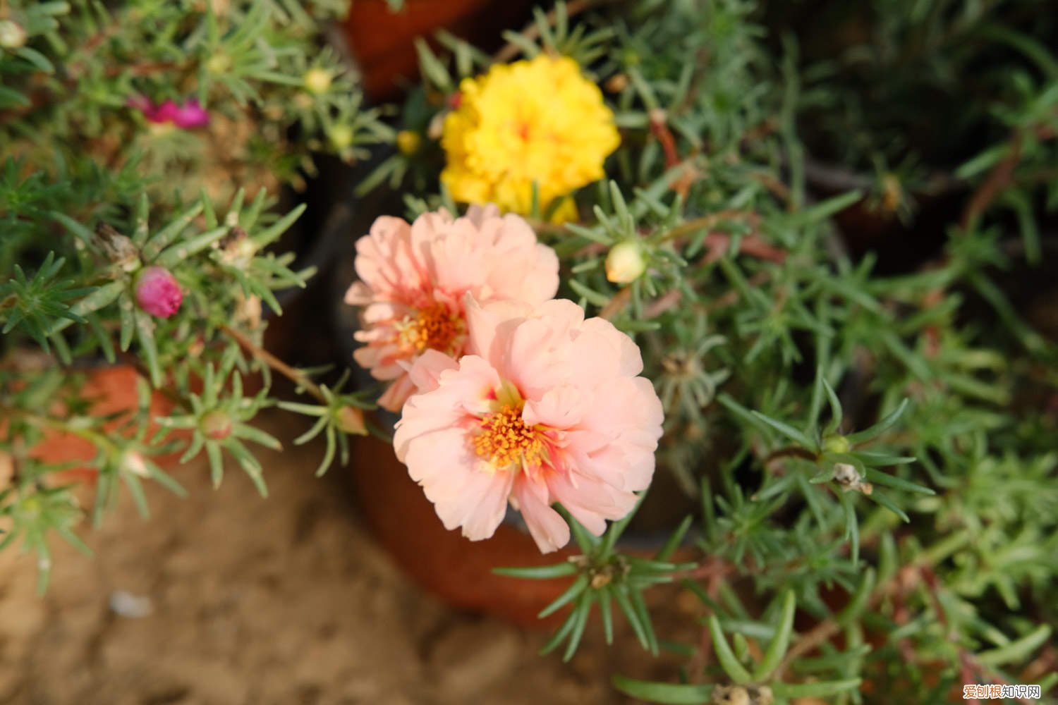 太阳花要施什么肥 太阳花施肥方法，用什么肥好