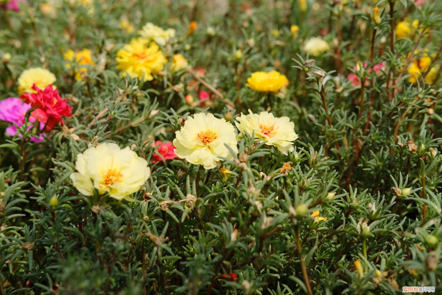 太阳花要施什么肥 太阳花施肥方法，用什么肥好