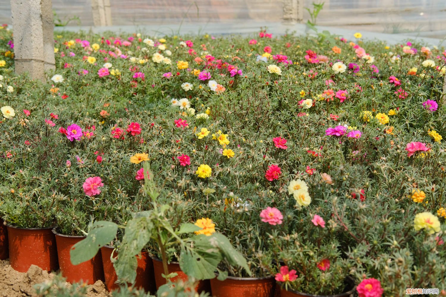 太阳花要施什么肥 太阳花施肥方法，用什么肥好