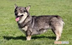 给狗剪毛怎么让它不动 给狗剪毛让它不动的方法