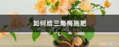 三角梅施什么肥呀 三角梅施肥方法，用什么肥好
