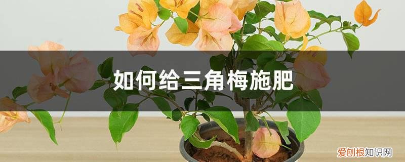 三角梅施什么肥呀 三角梅施肥方法，用什么肥好