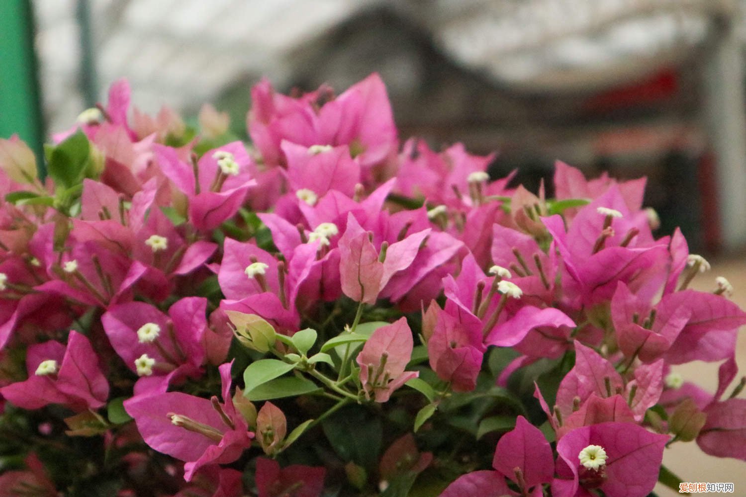 三角梅施什么肥呀 三角梅施肥方法，用什么肥好