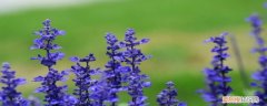 勿忘我和薰衣草的花语 勿忘我和薰衣草的区别