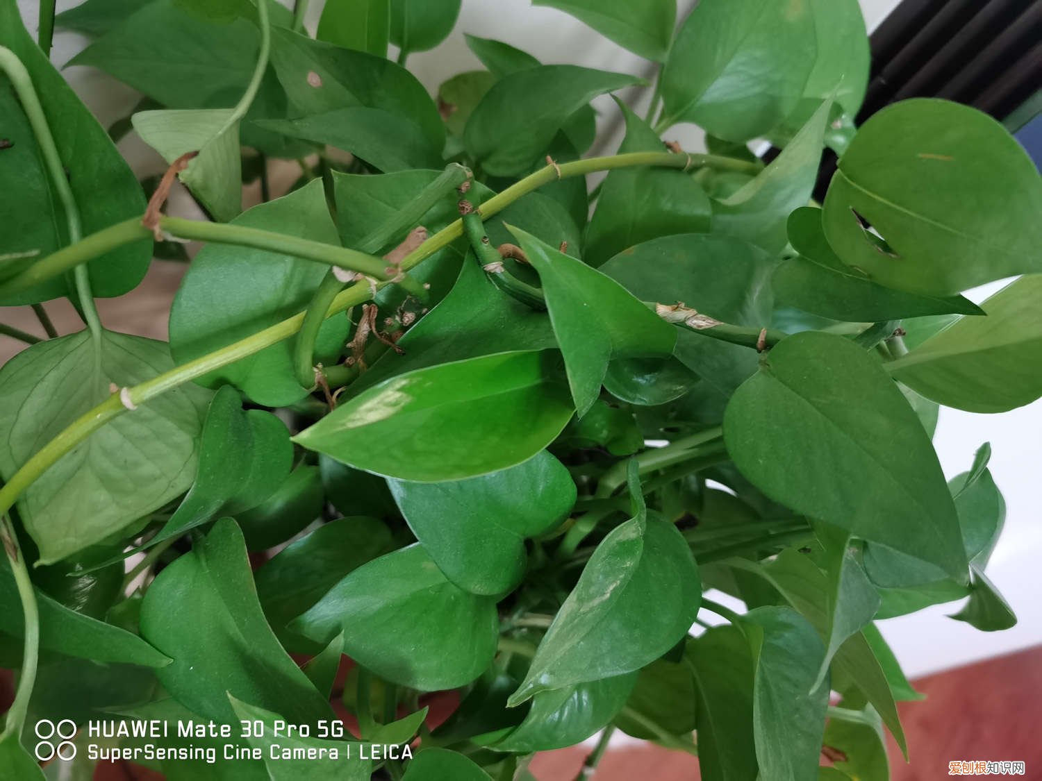 我家的绿萝叶子都蔫了怎么办哦 绿萝叶子蔫了还能活吗