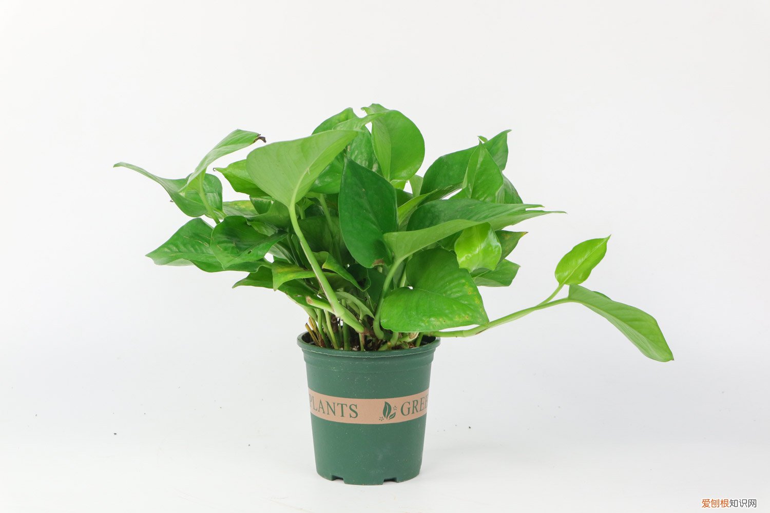 我家的绿萝叶子都蔫了怎么办哦 绿萝叶子蔫了还能活吗