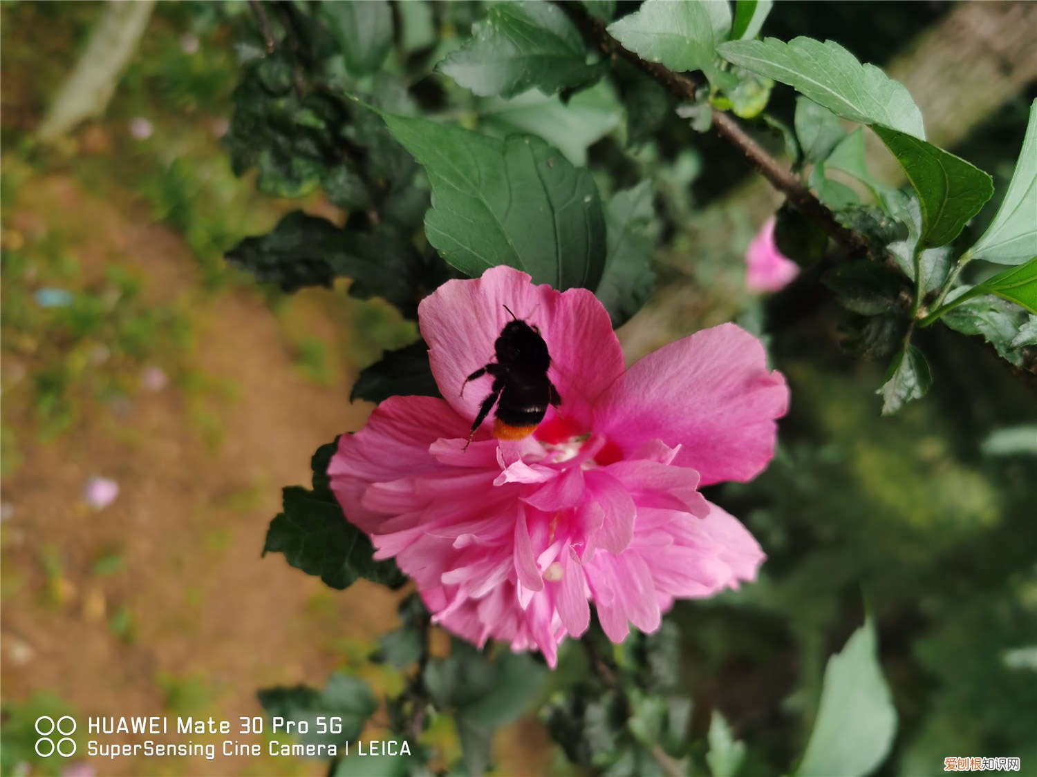 木槿花叶子蔫了有救吗 木槿花叶子蔫了能活吗