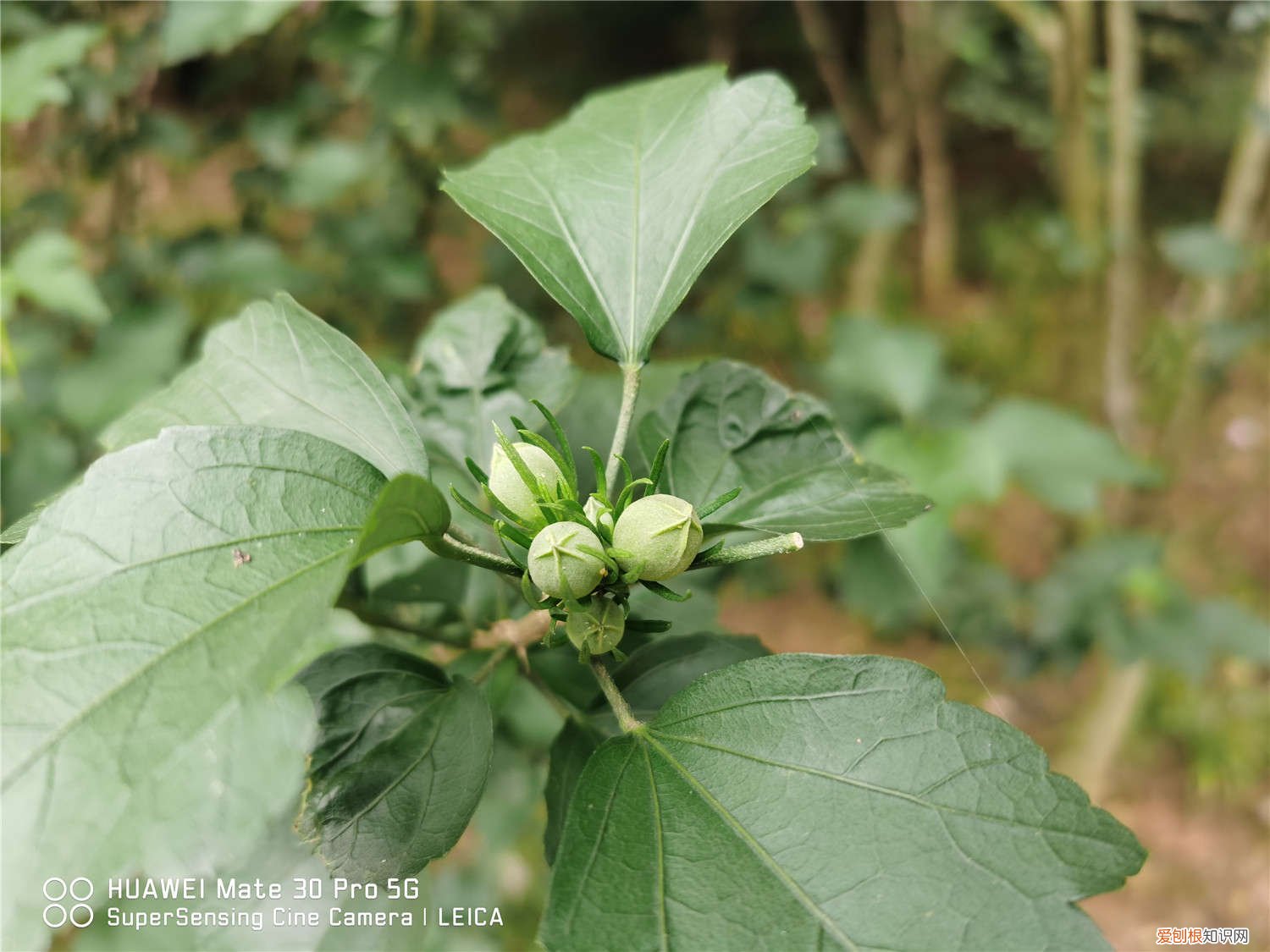 木槿花叶子蔫了有救吗 木槿花叶子蔫了能活吗