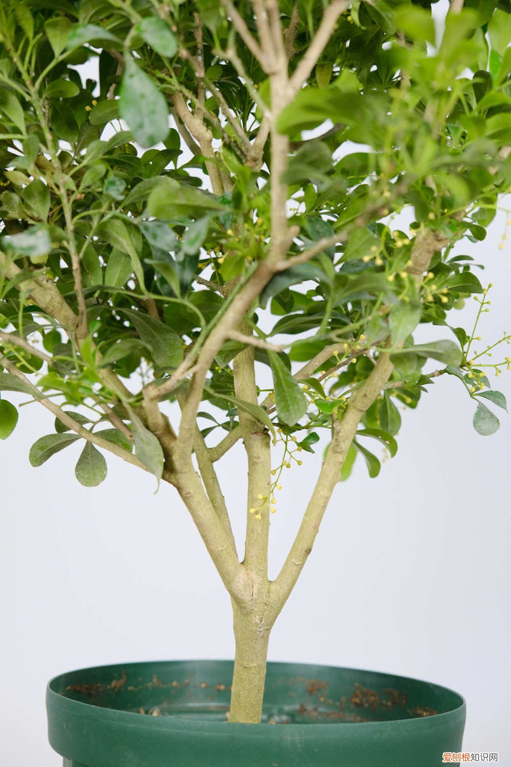 米兰叶子蔫了还能活吗视频 米兰叶子蔫了还能活吗