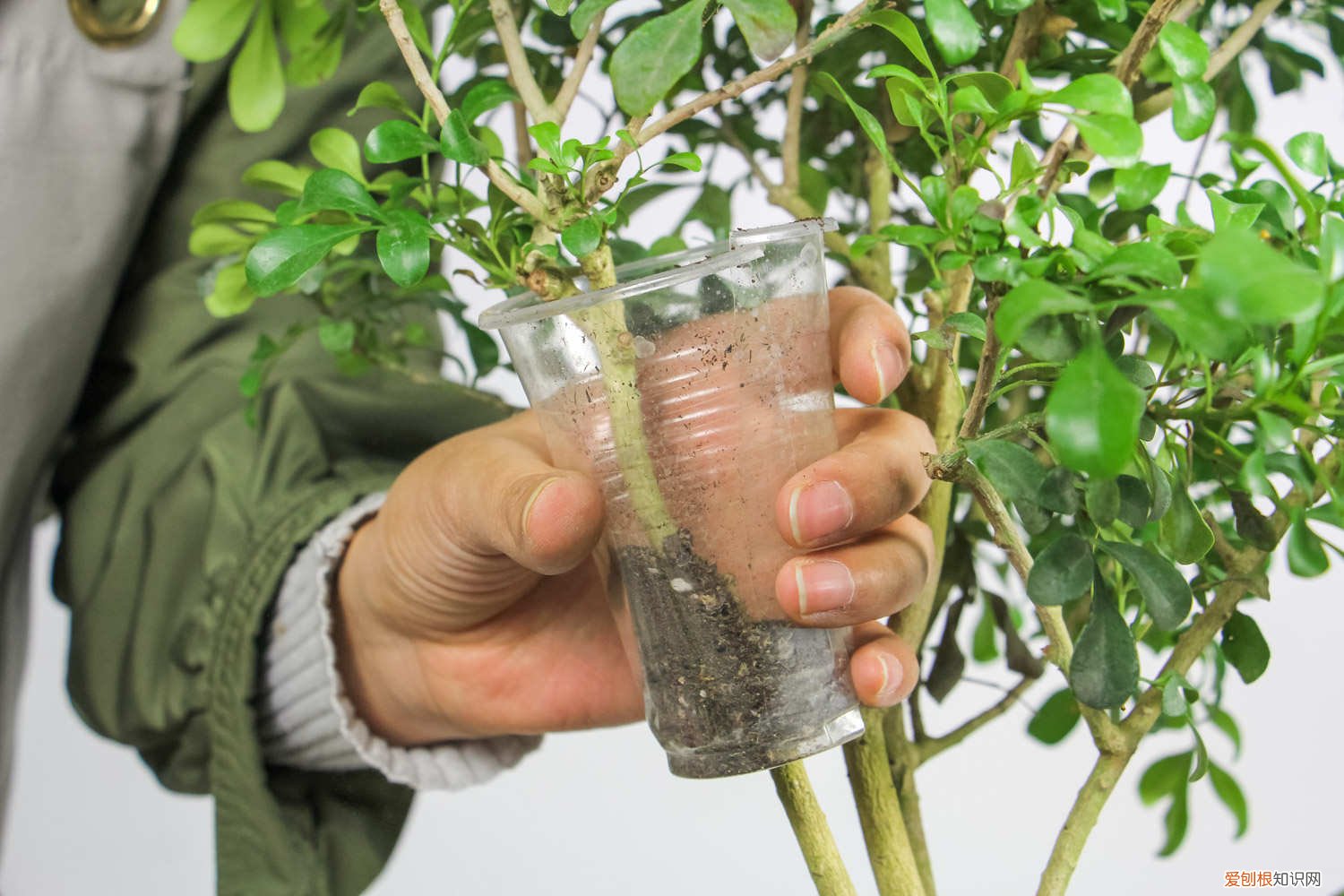 米兰叶子蔫了还能活吗视频 米兰叶子蔫了还能活吗