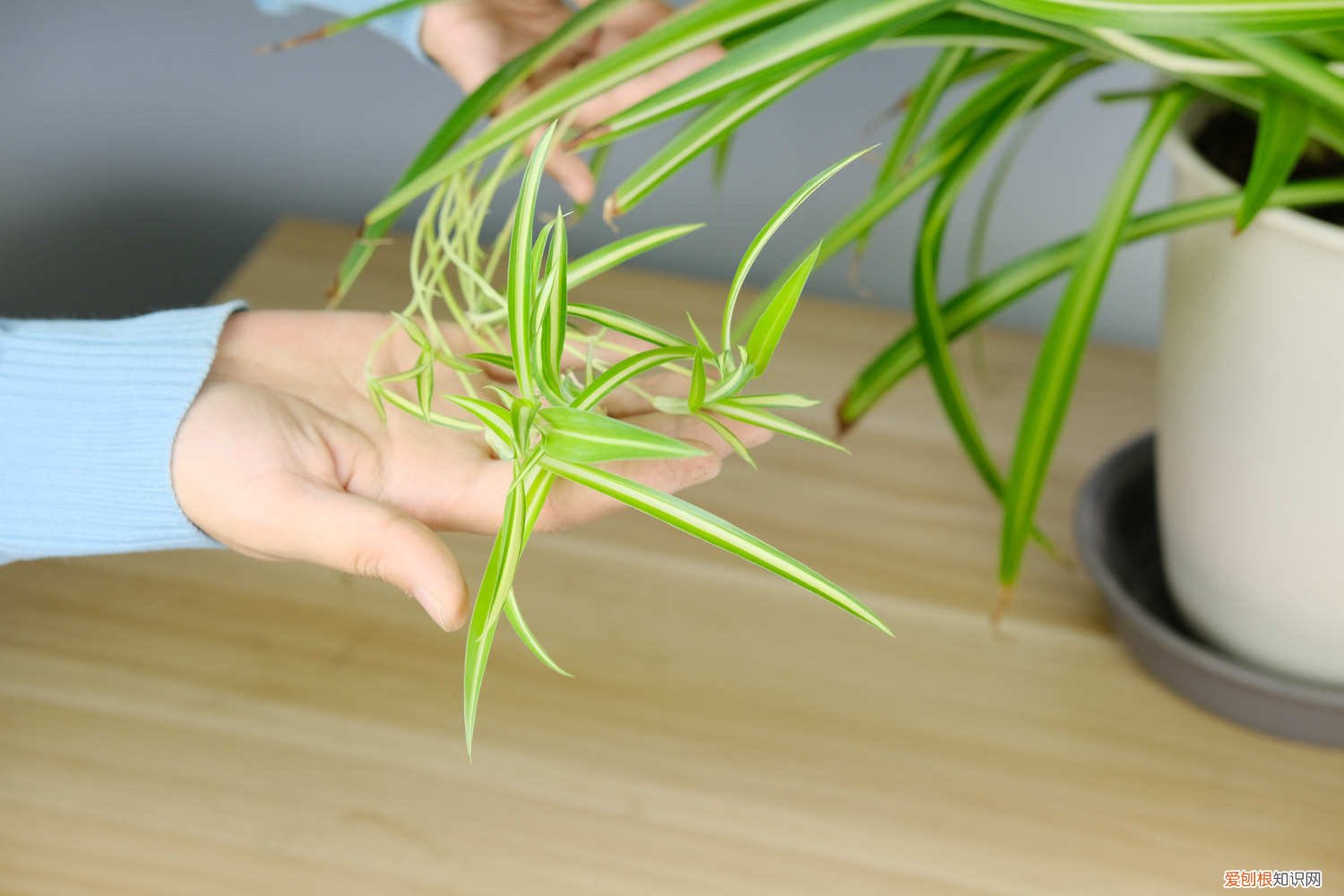 吊兰叶子枯了还能活吗 吊兰叶子蔫了还能活吗