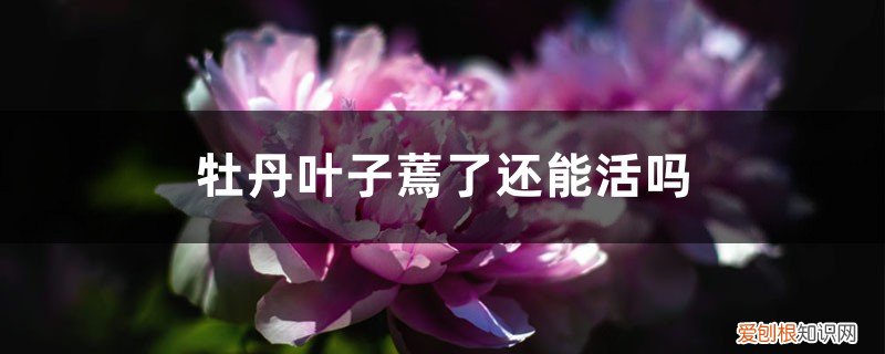 牡丹叶子蔫了还能活吗视频 牡丹叶子蔫了还能活吗