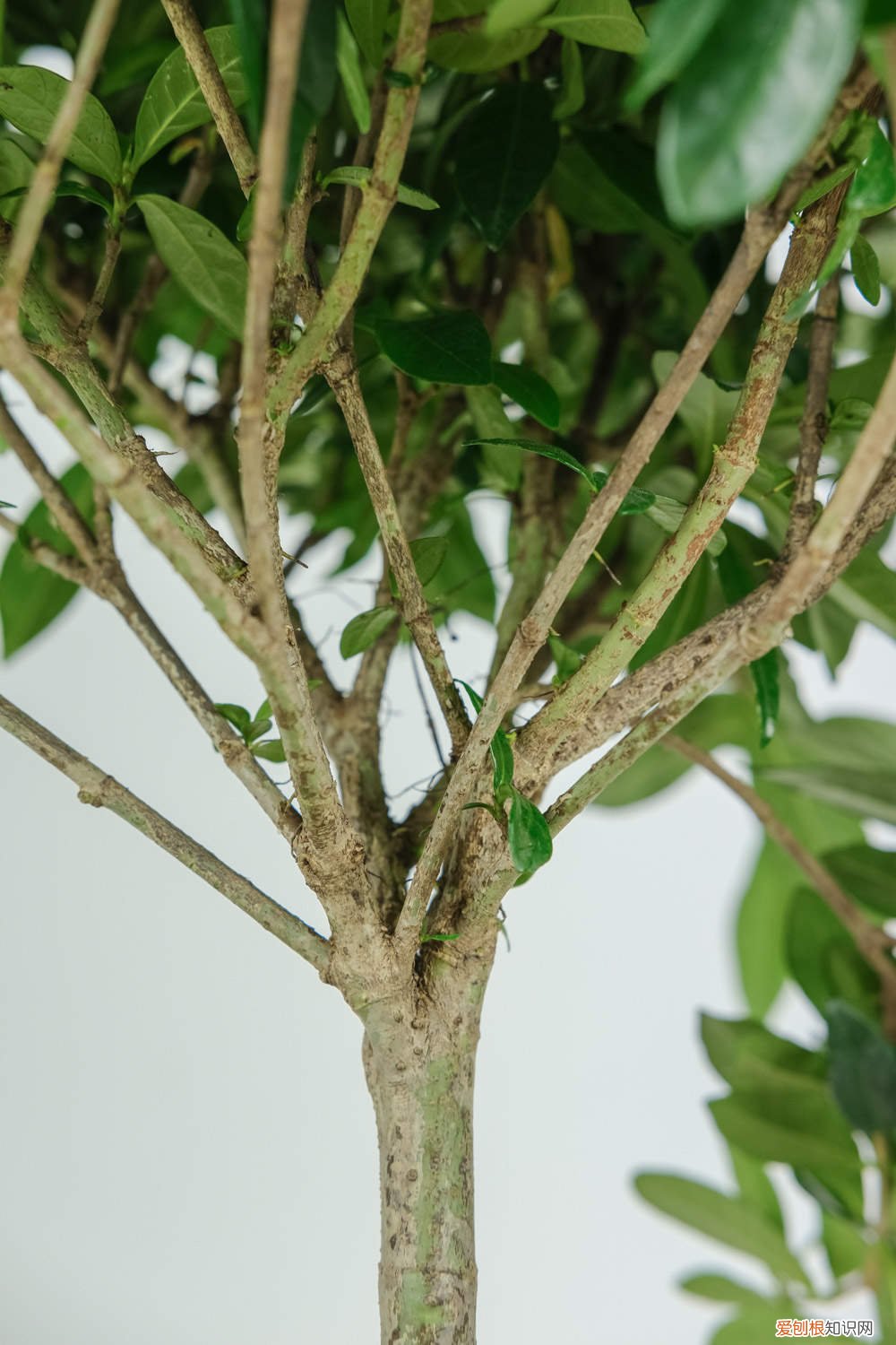 栀子花枯叶了怎么办 栀子花叶子干枯怎么办