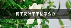 栀子花枯叶了怎么办 栀子花叶子干枯怎么办
