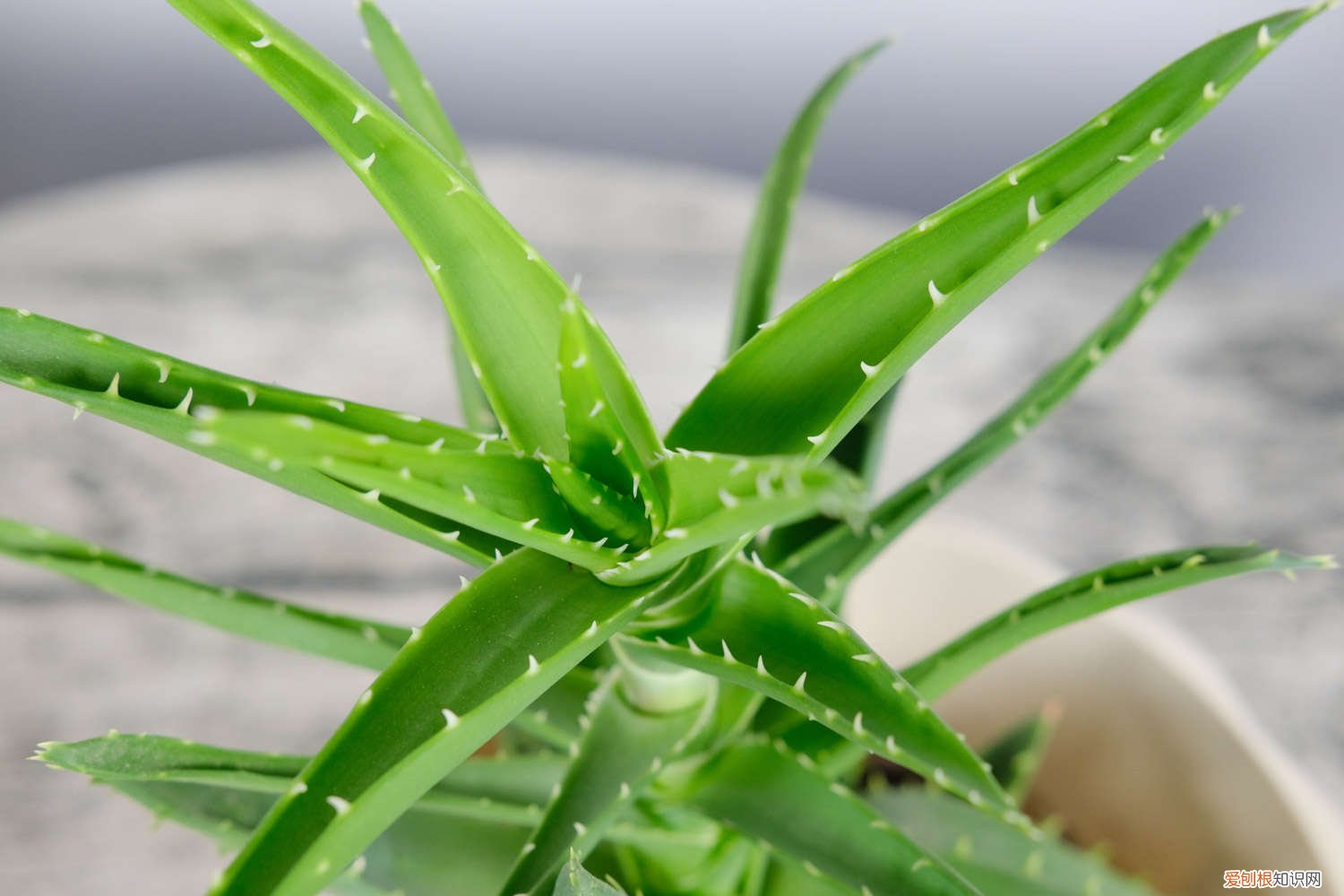 芦荟的施肥方法 芦荟施肥方法，用什么肥好