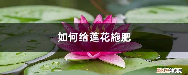 莲花白追肥用什么肥料 莲花施肥方法，用什么肥好