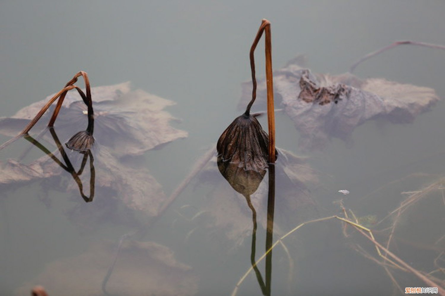 莲花白追肥用什么肥料 莲花施肥方法，用什么肥好