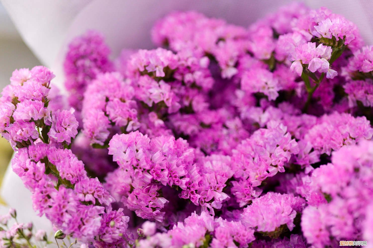 勿忘我怎么做干花花束 勿忘我花束怎么养