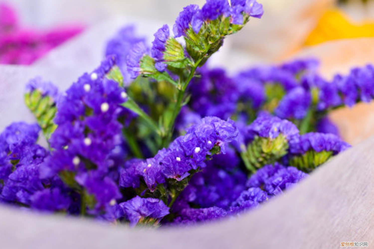 勿忘我怎么做干花花束 勿忘我花束怎么养