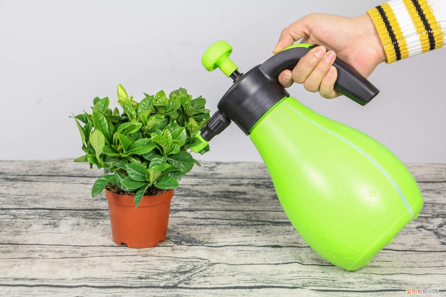 栀子花为什么只长花苞不开花 栀子花为什么不长花苞