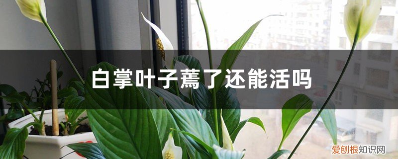 白掌叶子蔫了还能活吗图片 白掌叶子蔫了还能活吗