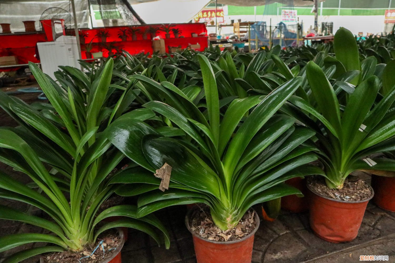 如何让君子兰生根快一点 如何让君子兰生根