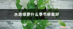 绿萝水培好还是土培好繁殖快 水培绿萝什么季节移栽好