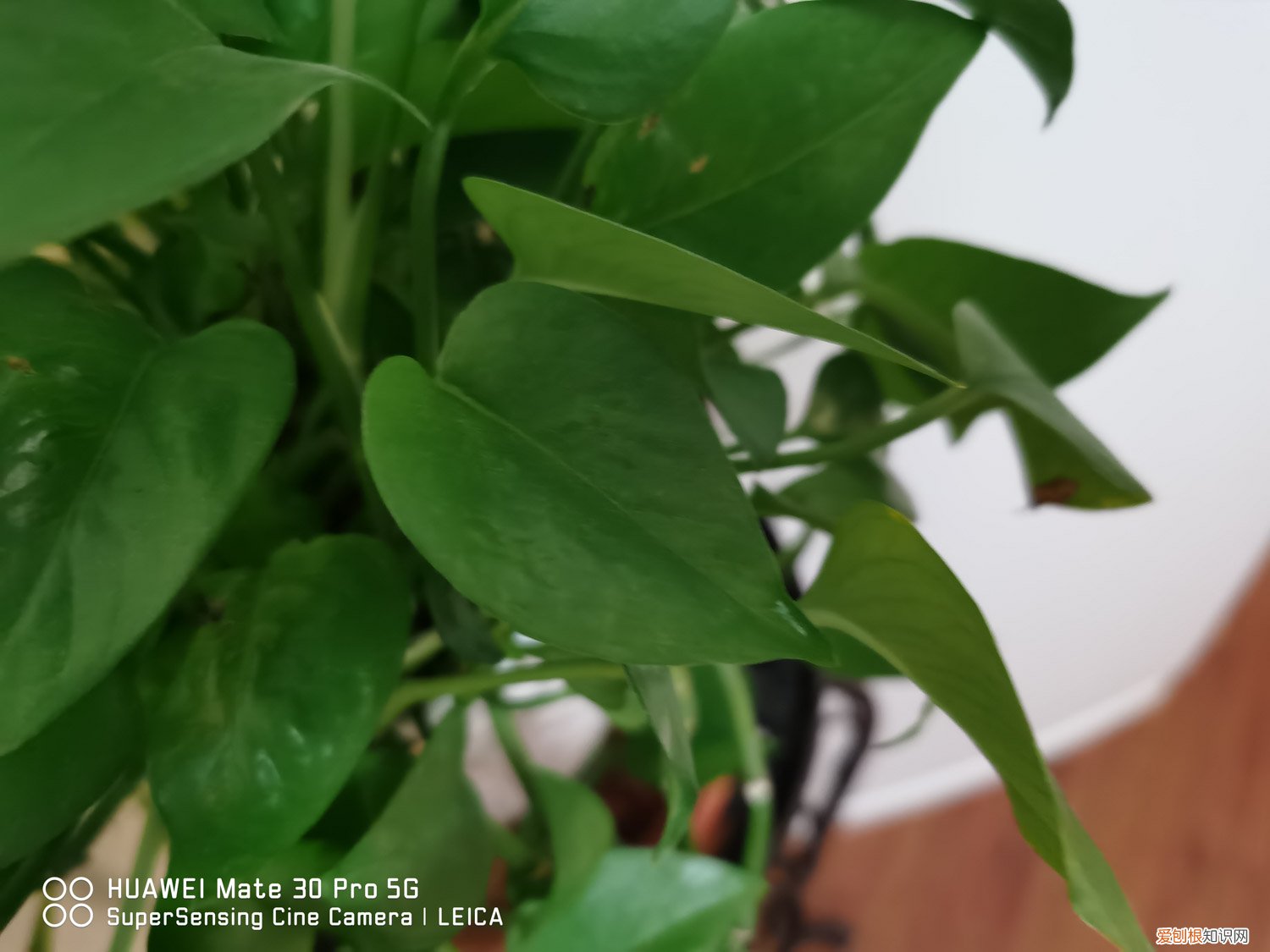 绿萝水培好还是土培好繁殖快 水培绿萝什么季节移栽好