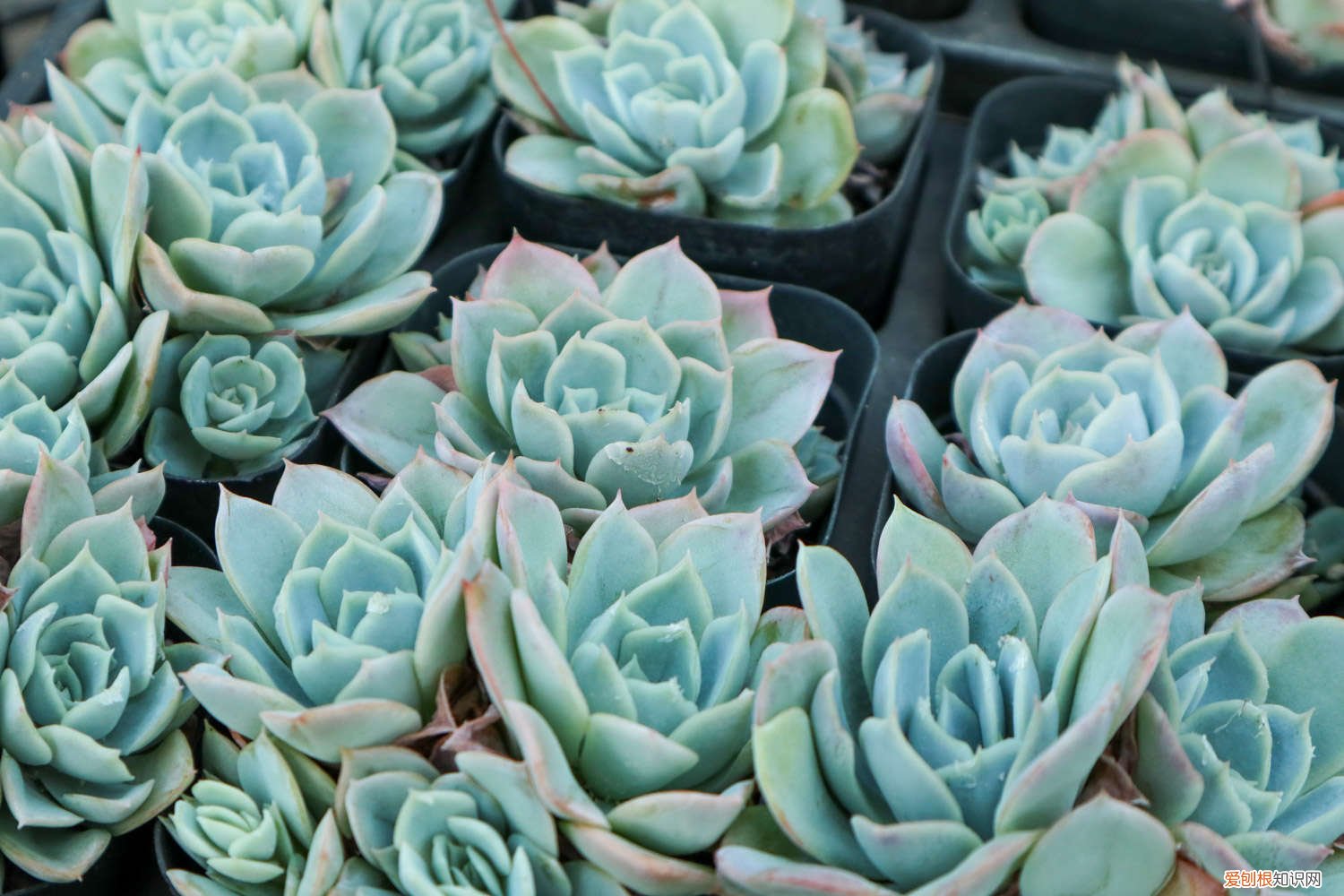 多肉能用营养液喷雾吗怎么用 多肉能用营养液喷雾吗