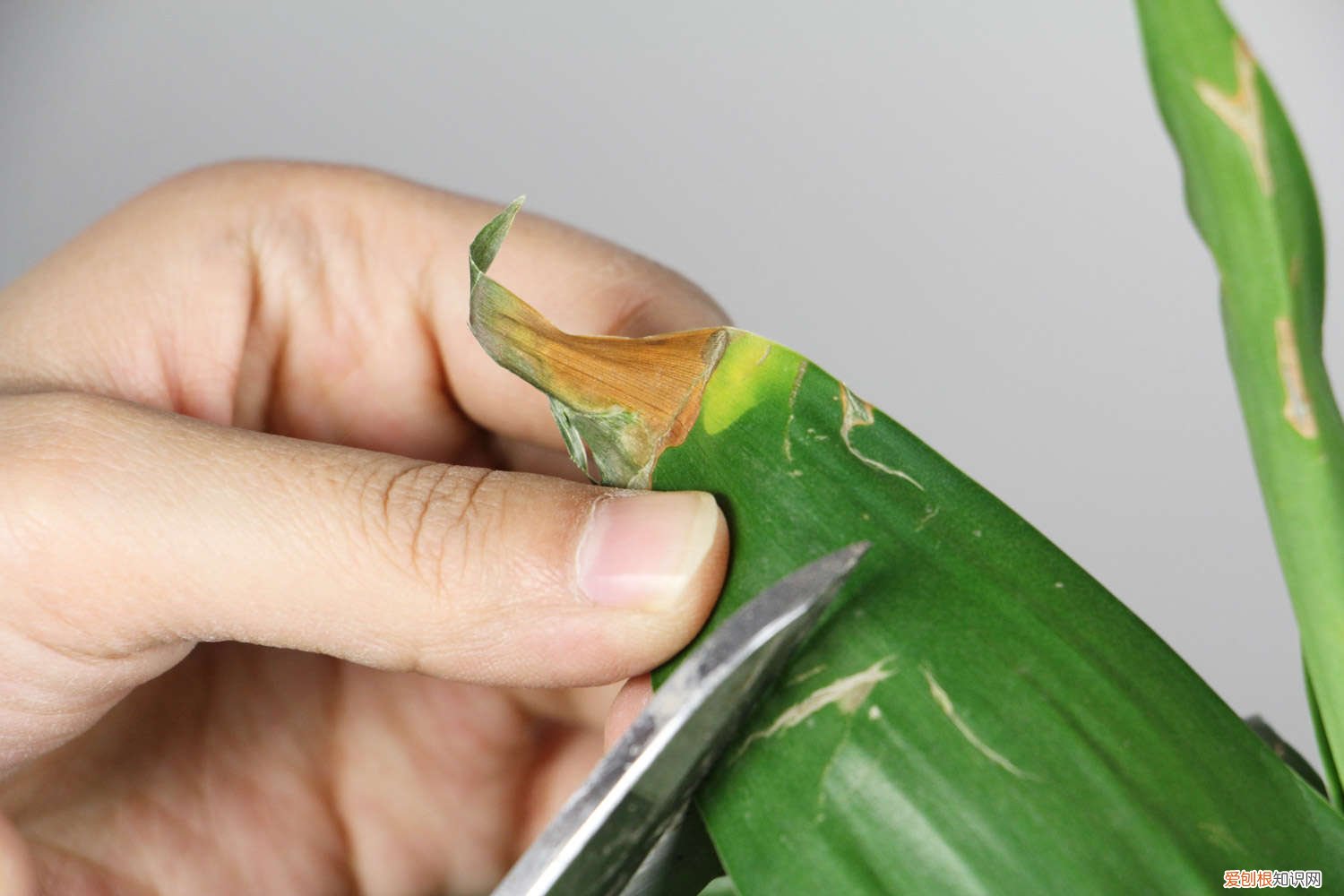 富贵竹需要施什么肥料 富贵竹施肥方法，用什么肥好