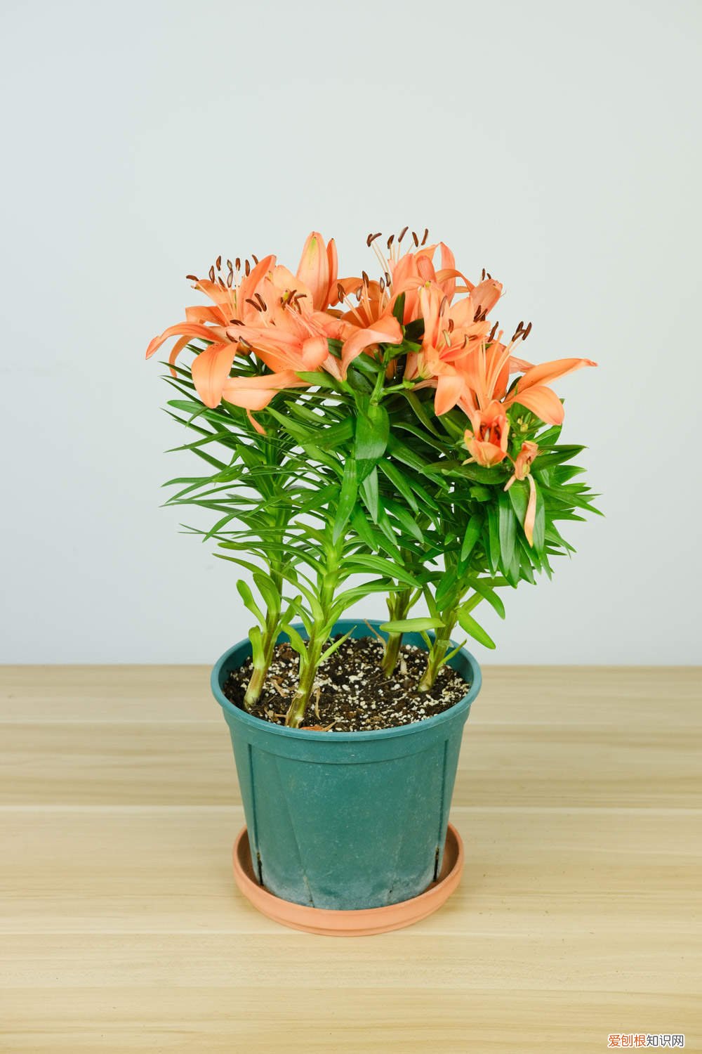 百合花的施肥方法 百合花施肥方法，用什么肥好