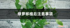 绿萝移植后注意事项有哪些 绿萝移植后注意事项