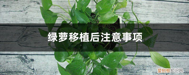 绿萝移植后注意事项有哪些 绿萝移植后注意事项