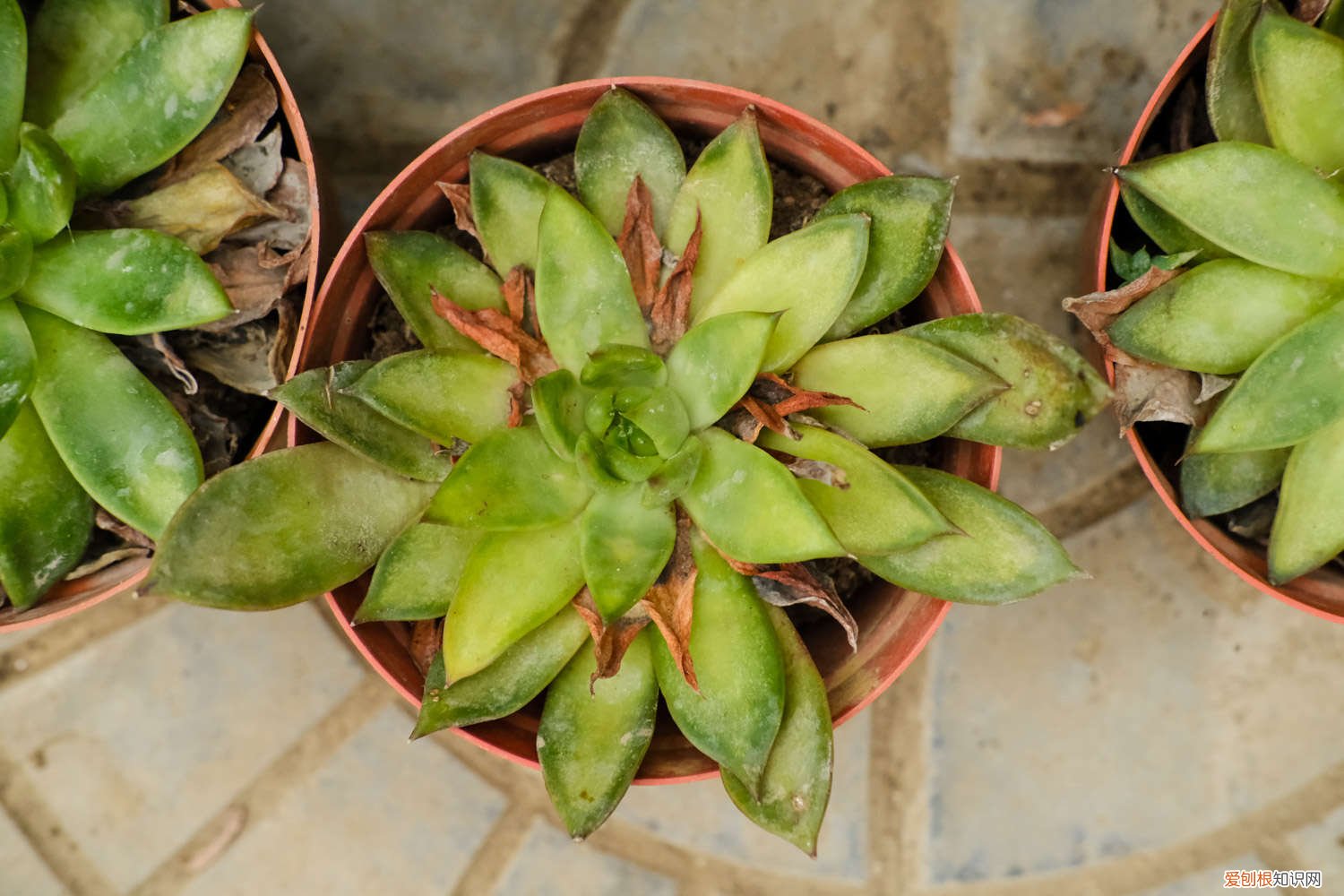 多肉植物浇水还是喷雾效果好 多肉植物浇水还是喷雾