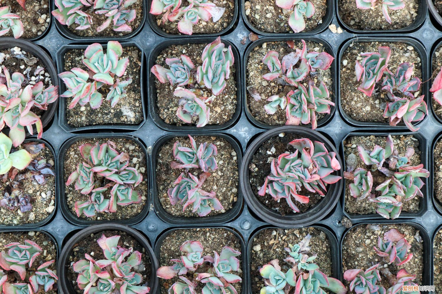 多肉植物浇水还是喷雾效果好 多肉植物浇水还是喷雾