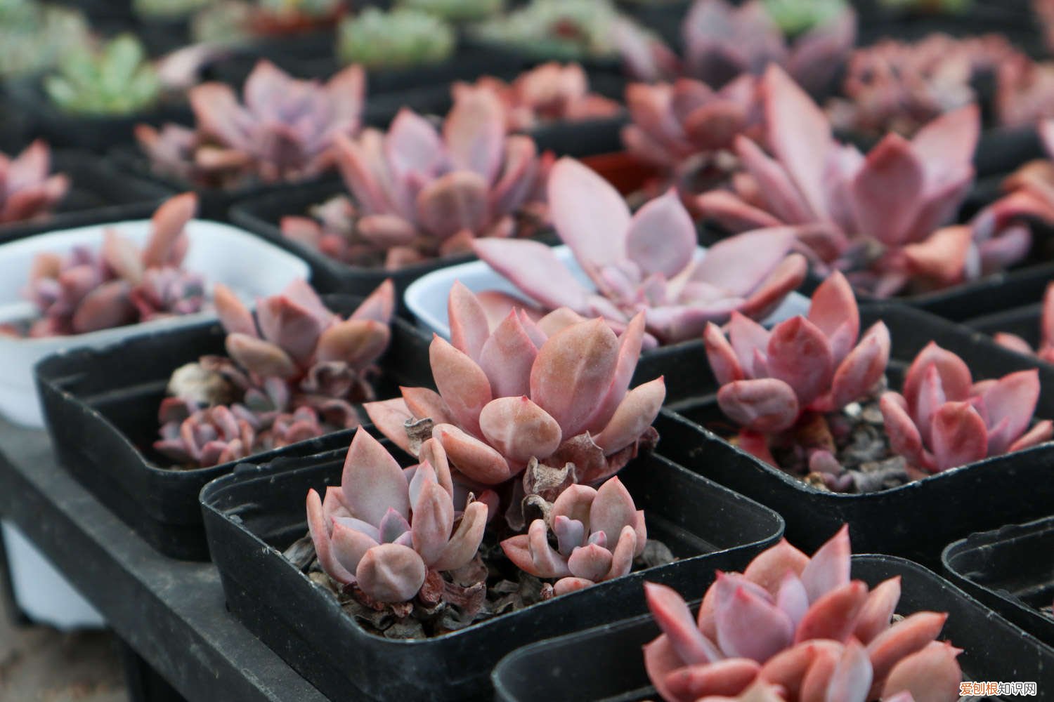 多肉移植后多久浇水一次 多肉移植后多久浇水