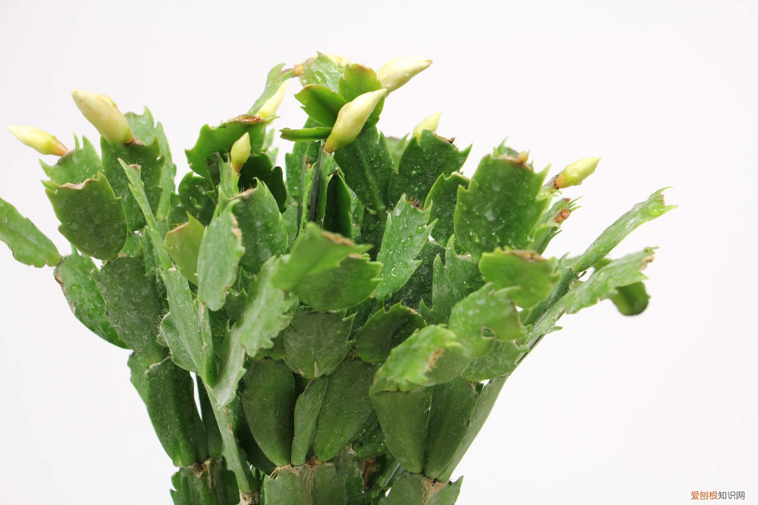 蟹爪兰开完花上什么肥 长寿蟹爪兰这么浇水,叶子胖成球,开花100朵!