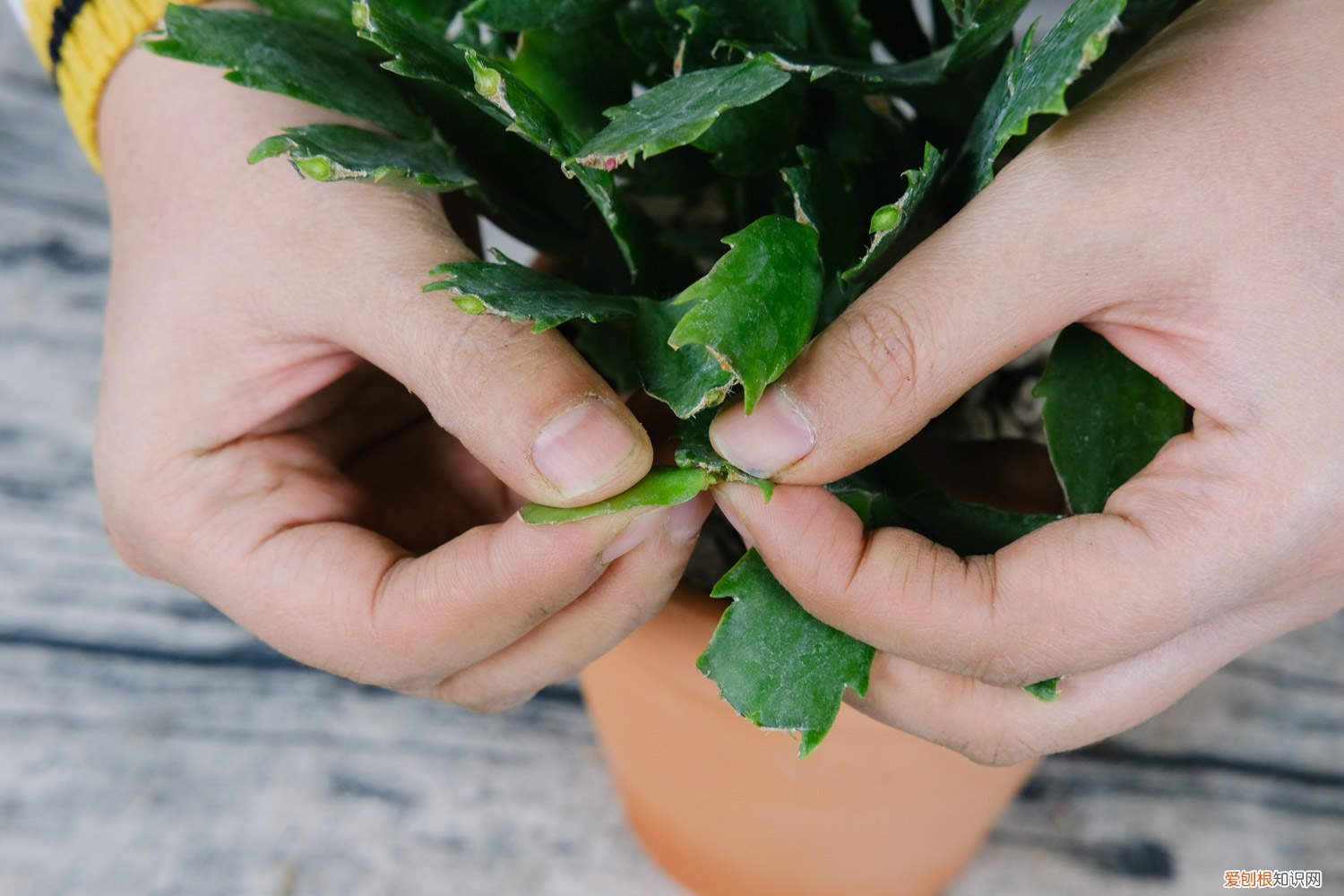 蟹爪兰开完花上什么肥 长寿蟹爪兰这么浇水,叶子胖成球,开花100朵!
