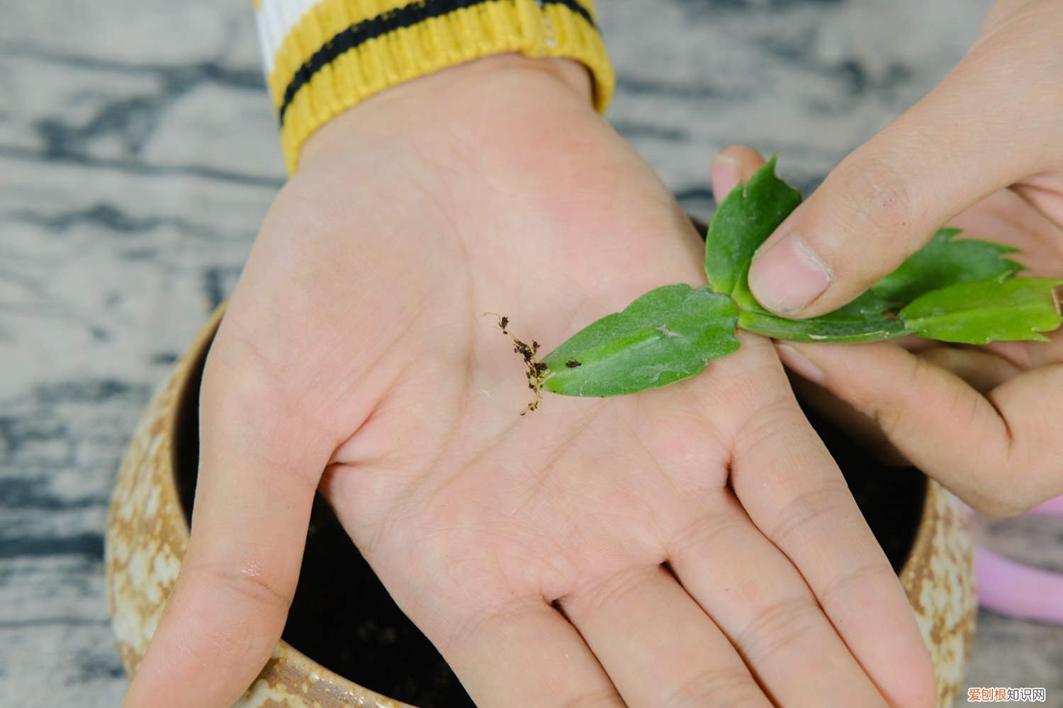 蟹爪兰开完花上什么肥 长寿蟹爪兰这么浇水,叶子胖成球,开花100朵!