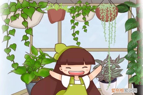 这花长了5米长,被他一夜剃光头,半年又长两层楼!