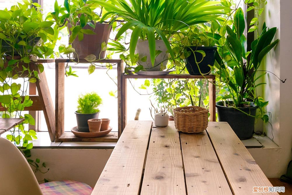 花土太硬怎么能让它松一点 盆土硬得像石头?加点疏松剂,立马让花发疯长!