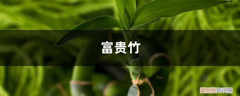 富贵竹怎么养叶子绿油油的 富贵竹这么养,叶子油绿又茂盛,摆在客厅人人夸!